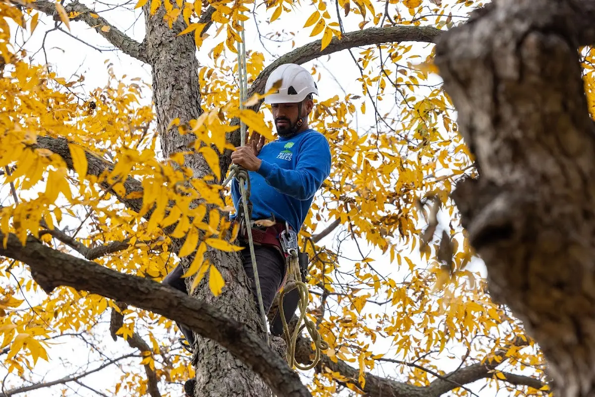 Skilled Tree Pruning crew working in Westport